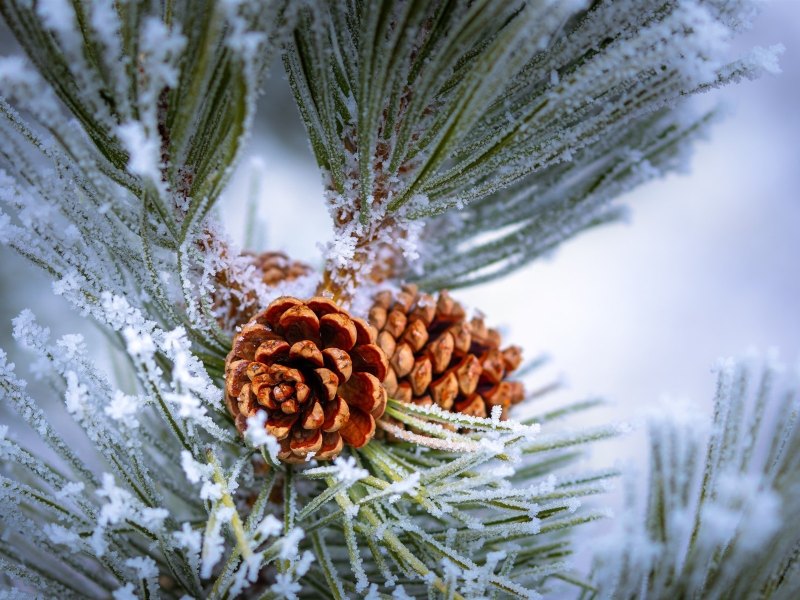 Зимняя рябина