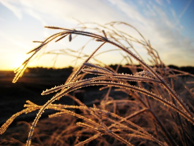 Растения под снегом