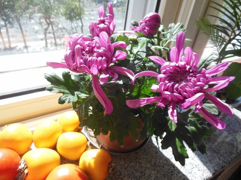 Число с цветами