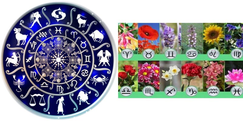Растения по знаку зодиака