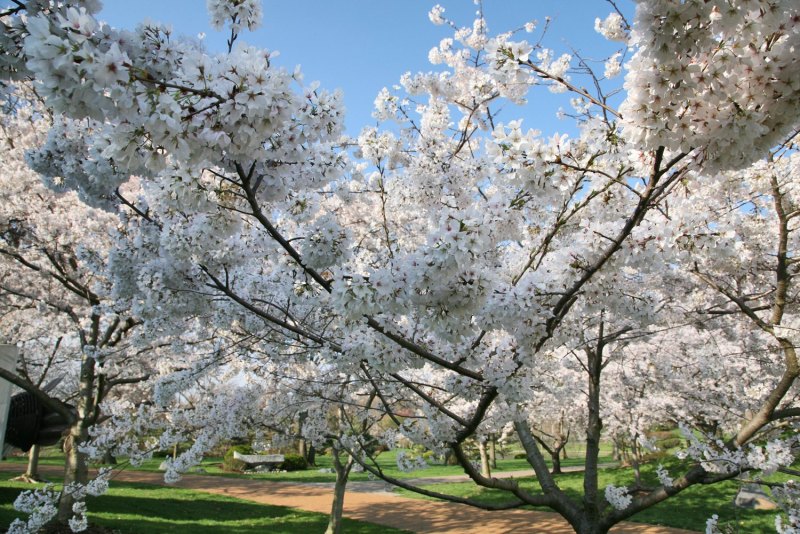 Дерево вишни Япония