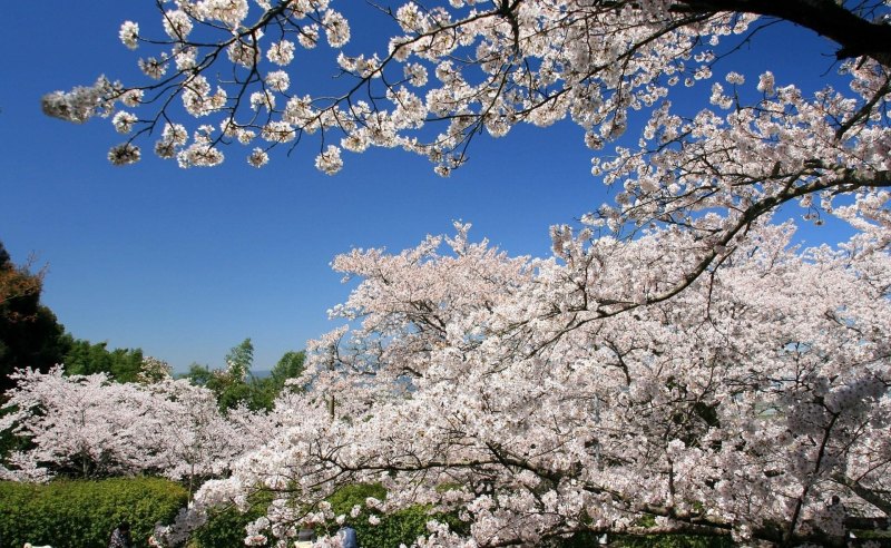 Сакура яблоня