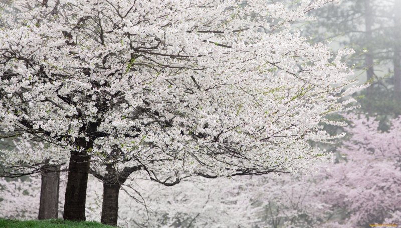 Весна цветет