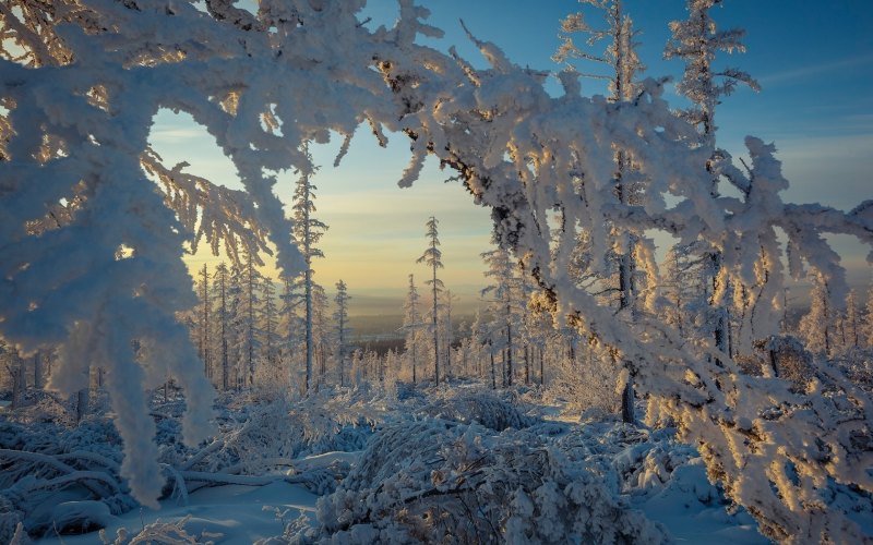Зимний лес