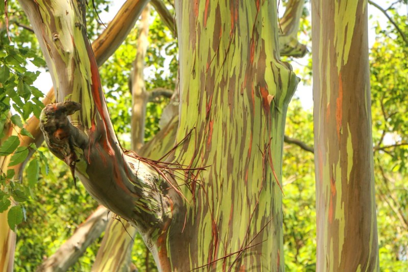 Eucalyptus rhodantha