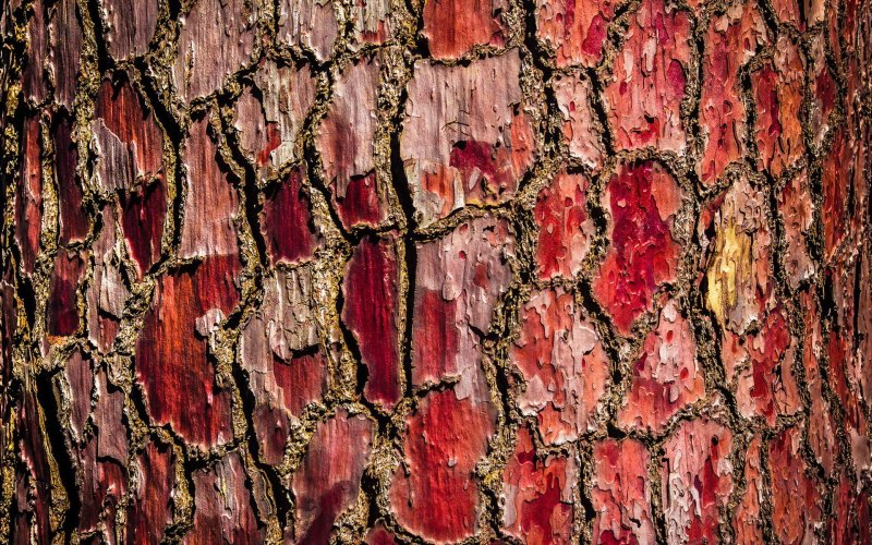 Bark texture сосна