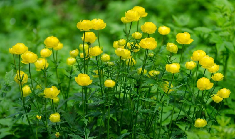 Купальница европейская (Trollius europaeus)