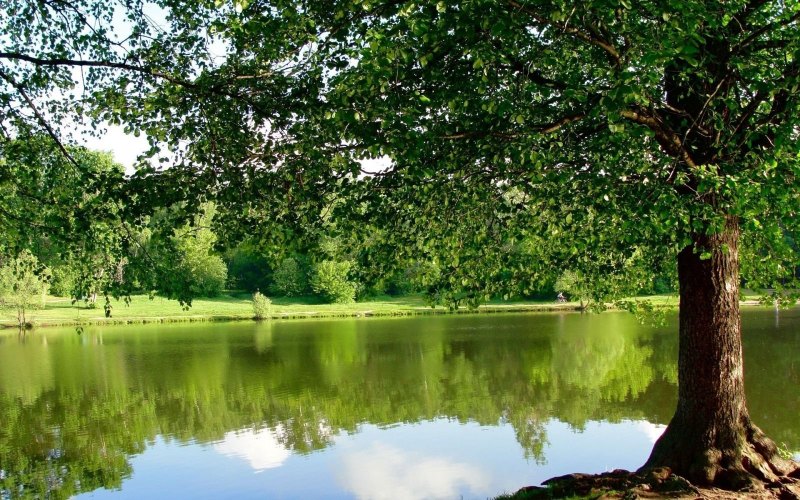 Дерево возле воды