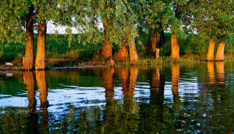 Дерево над водой