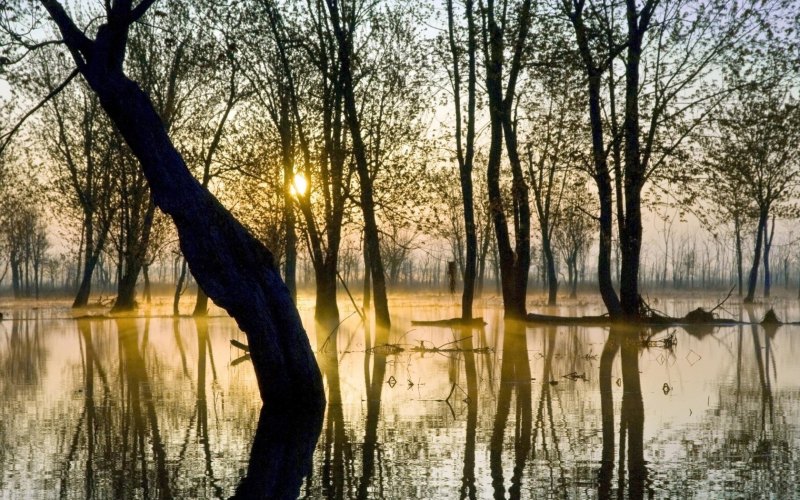 Дерево над водой