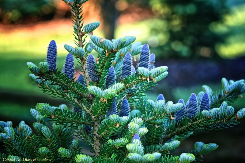 Пихта белая Abies Alba
