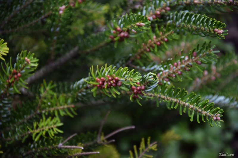 Abies cephalonica
