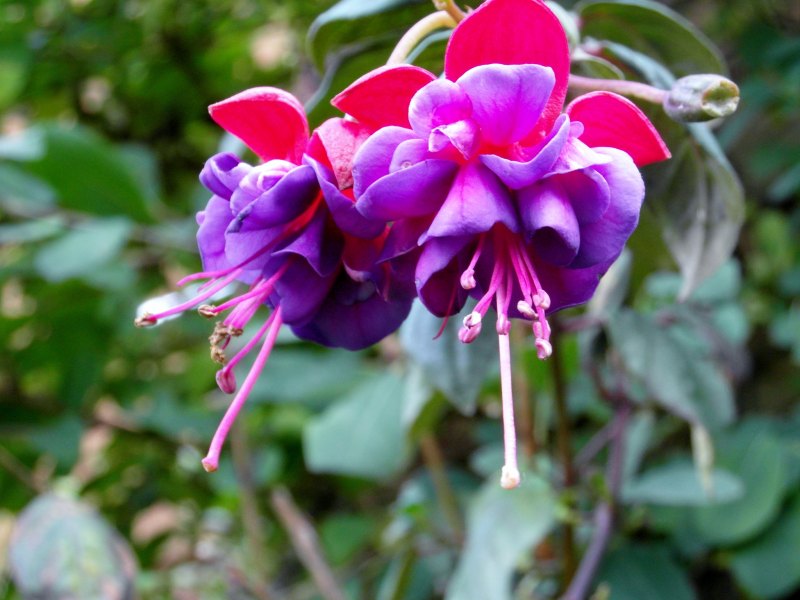 Цветок Водолей Орхидея