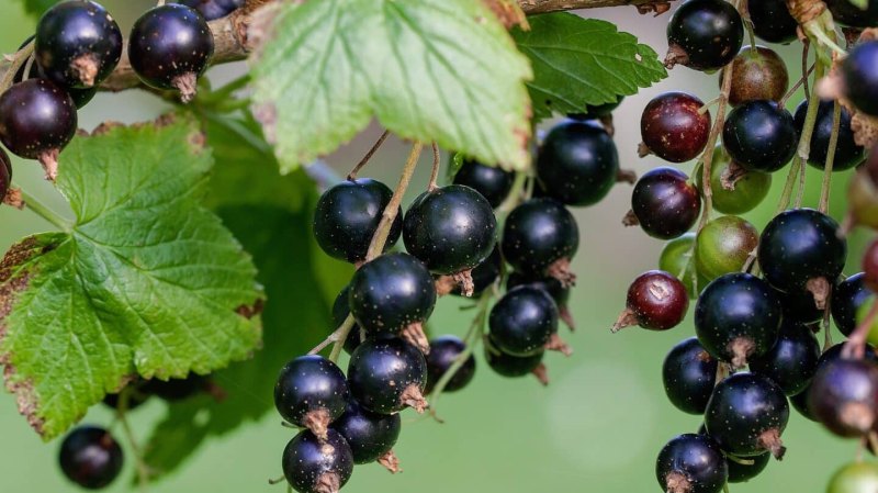 Смородина черная – ribes nigrum