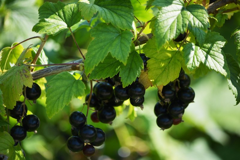 Смородина (ribes)