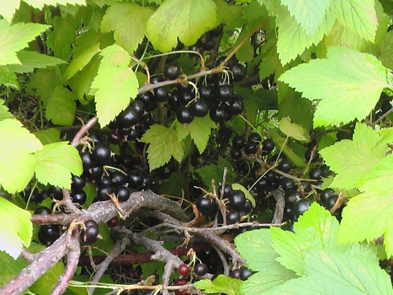 Смородина черная куст