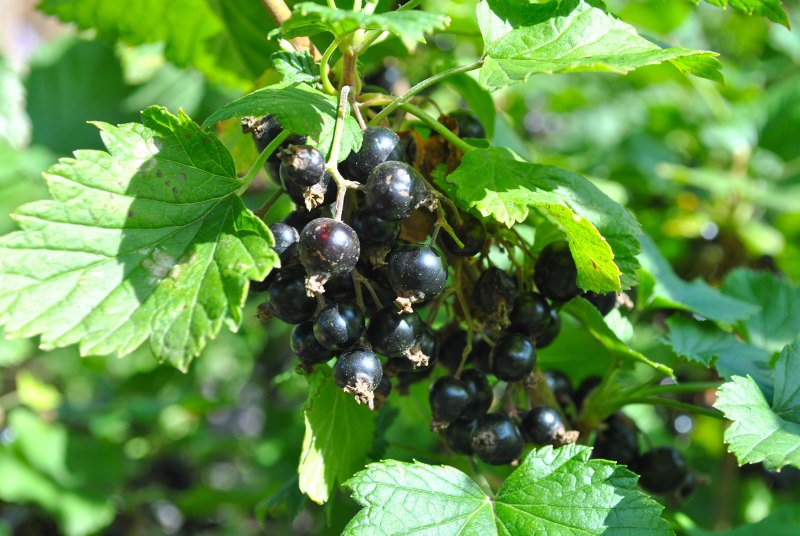 Смородина черная (ribes nigrum l.)