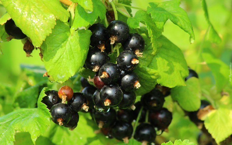Смородина черная – ribes nigrum