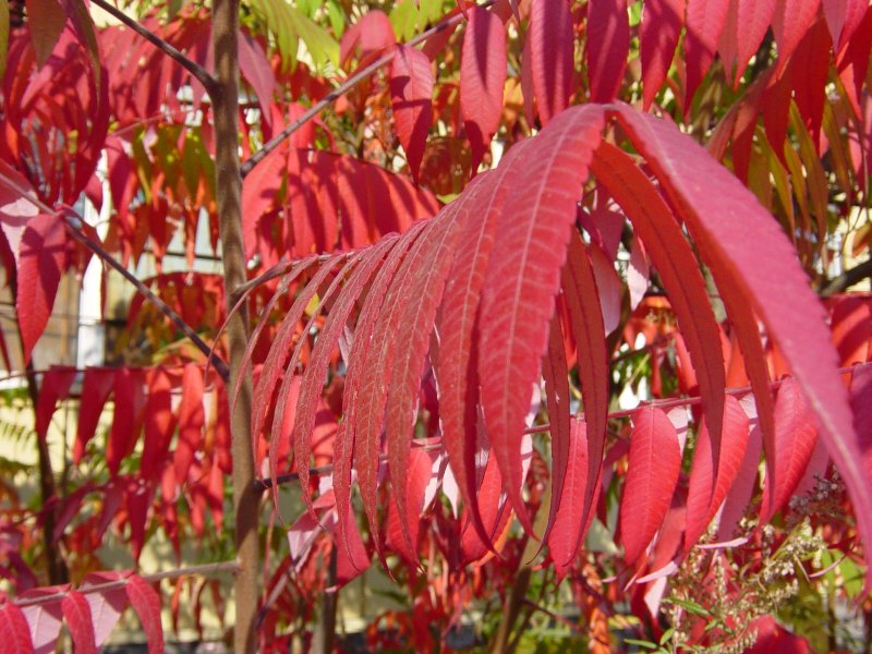 Декоративные деревья с красными листьями