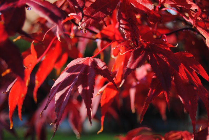 Красная осень