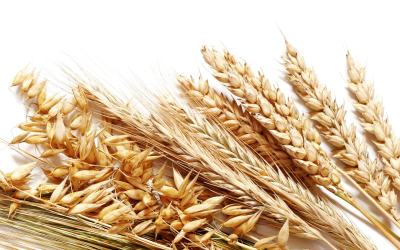 Злаки (Poaceae)