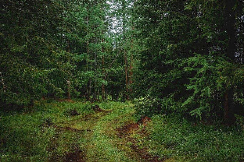 Лебедянь еловый лес