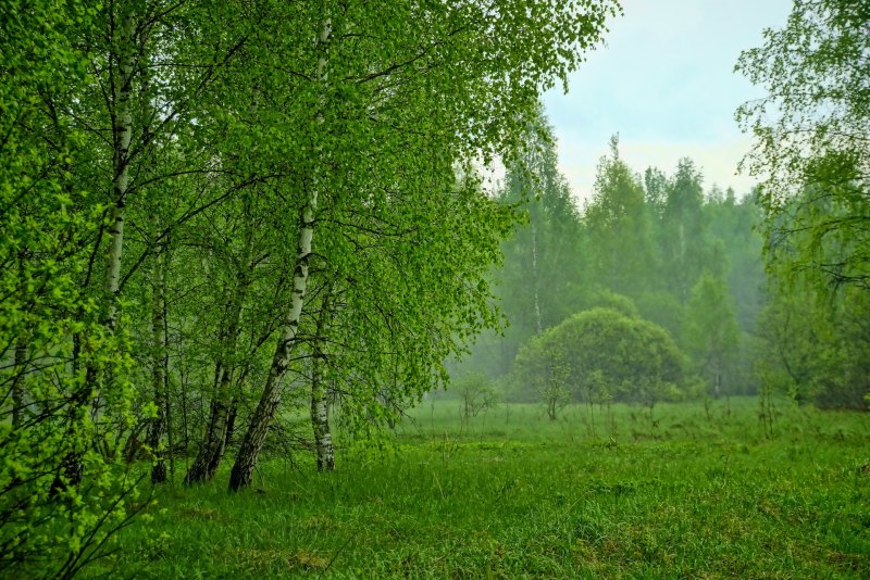 Осенний лес после дождя