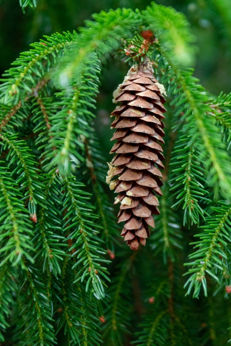 Ель красная Picea Rubens