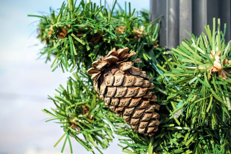 Сосна Сибирская кедр