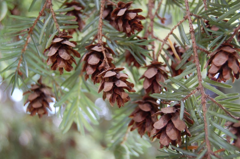 Pinus Sylvestris шишки