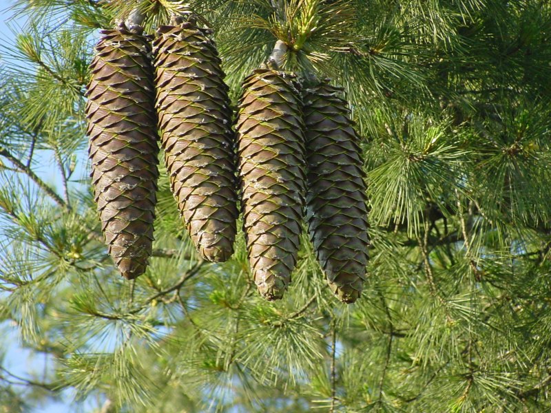 Сосны Pinus lambertiana