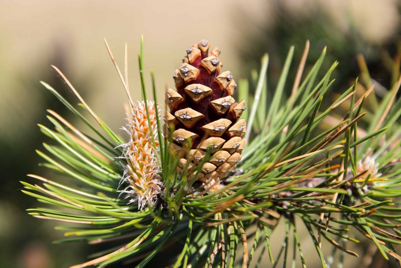 Pinus Sylvestris шишки