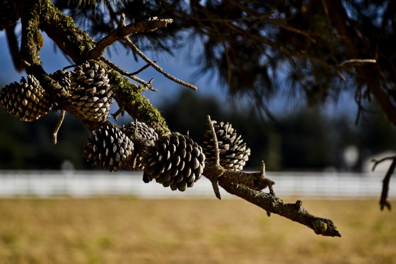 Хвоинки лиственницы