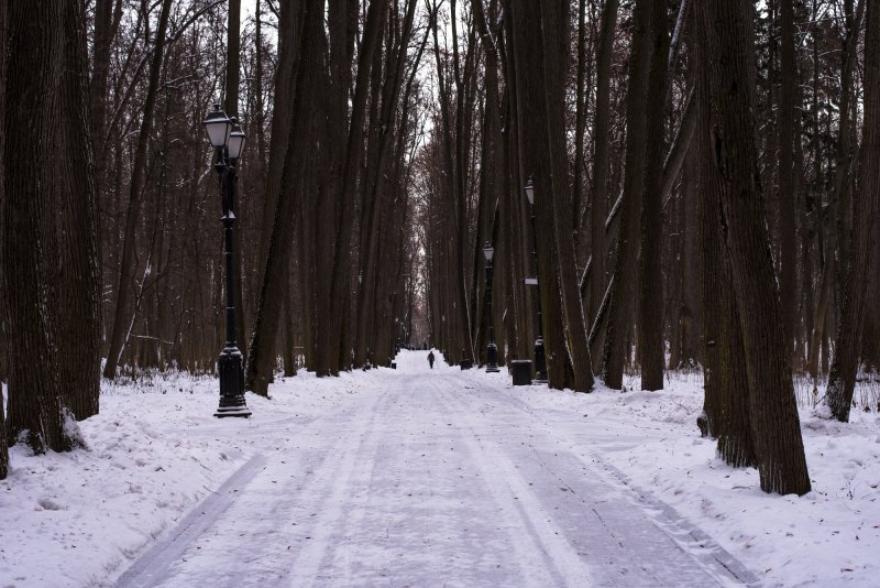 Зимняя Лесная аллея