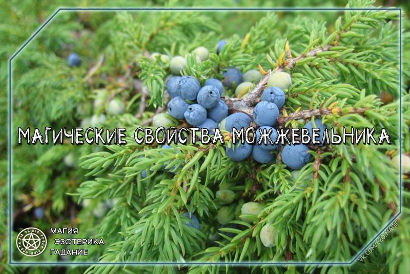 Можжевельник казацкий ягоды