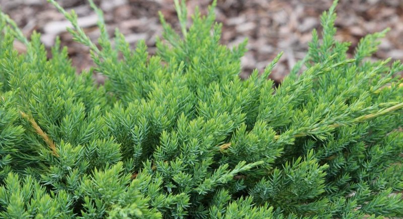 Можжевельник Juniperus communis