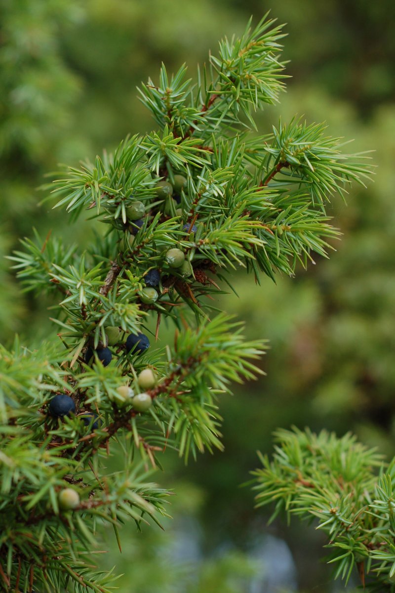 Можжевельник чешуйчатый (Juniperus squamata Blue Star