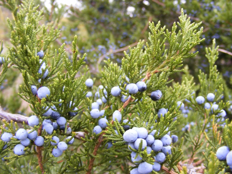 Juniperus virginiana