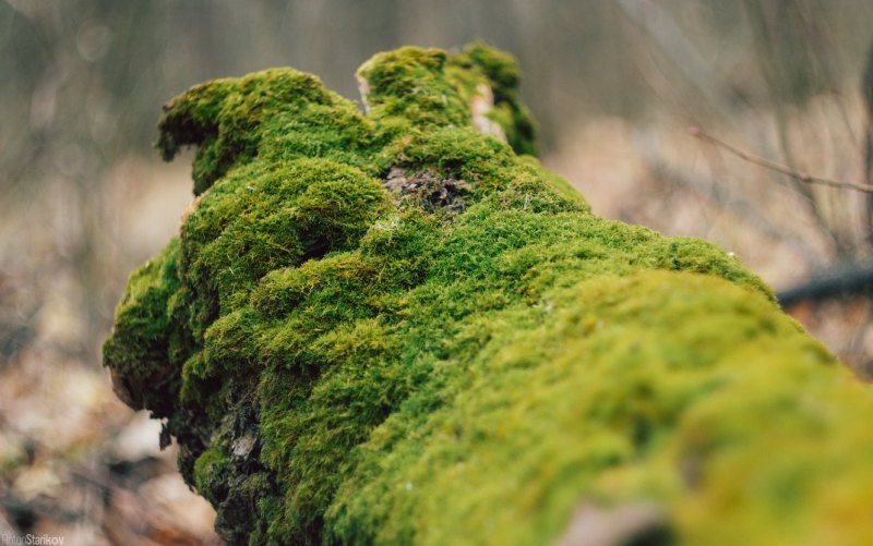 Мокап с березой и мхом