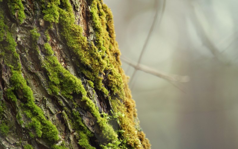 Цветущий мох