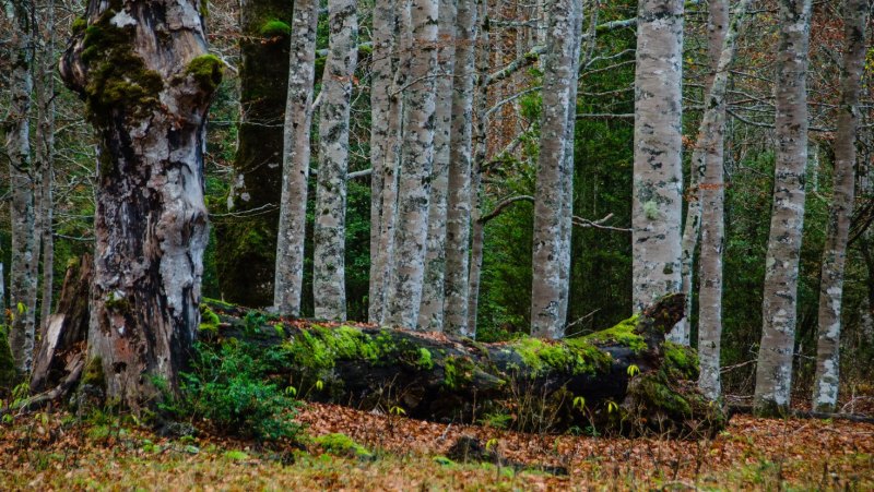 Разновидность мха на коре дерева