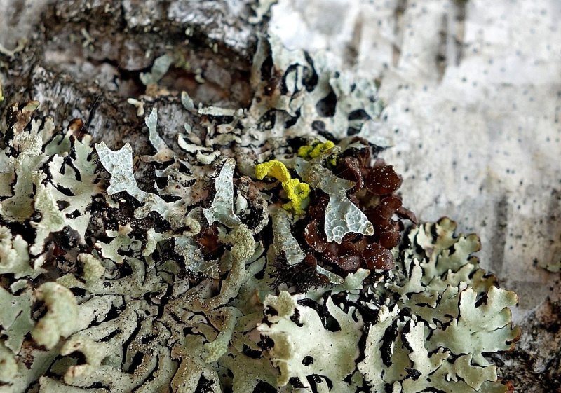 Пармелия лишайник на Березе