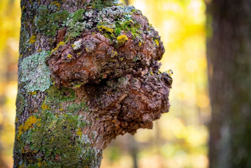 Березовый мох