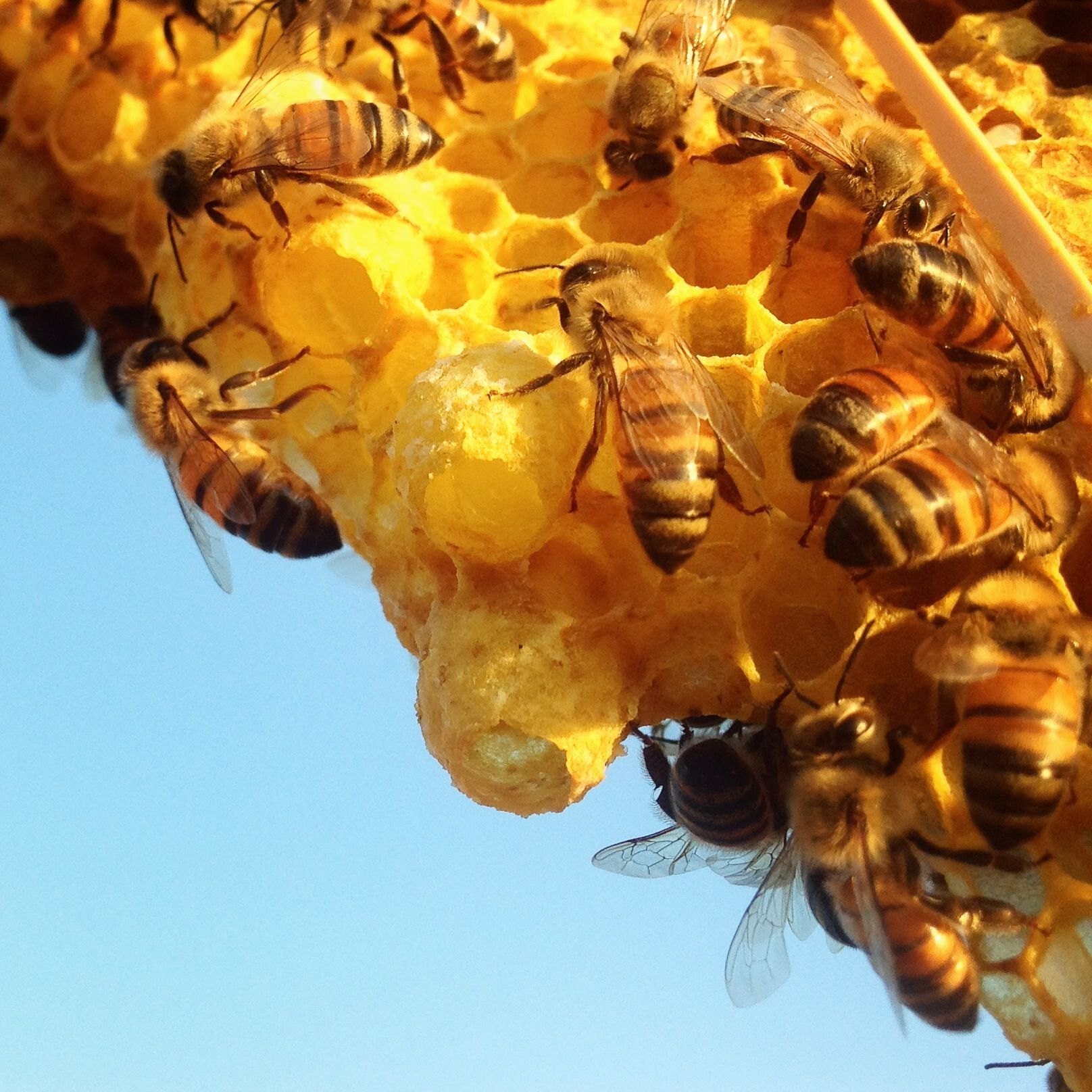 Классы пчел в улье. Медоносная пчела улей. Среднерусская пчела дикий улей. Мед диких пчел. Пчела на сотах.
