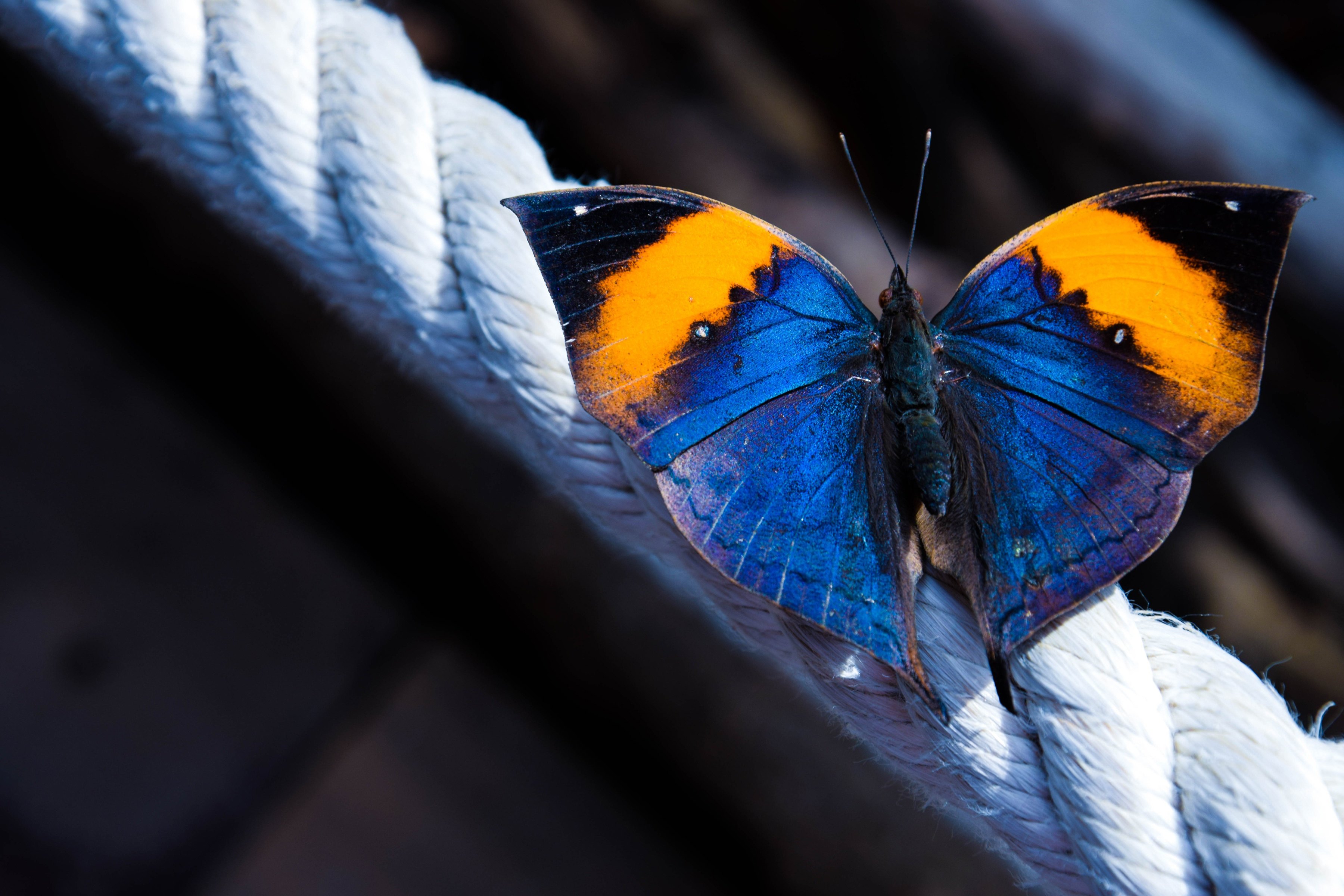 Разные крылья бабочек. Бабочка Урания Мадагаскарская. Яркие бабочки. Бабочка Макросъемка. Макрофотографии бабочек.