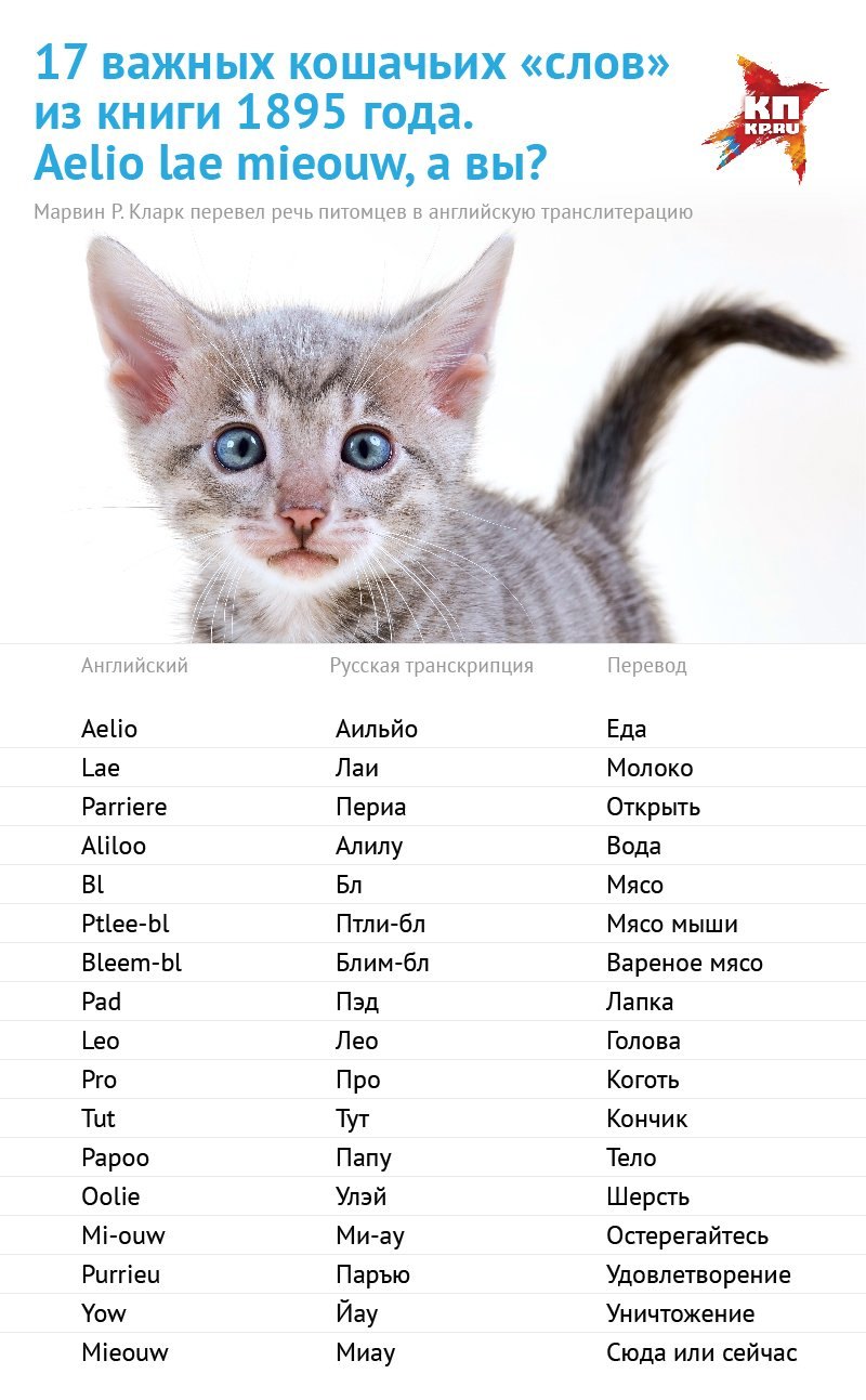 Эстетичные имена для котов - фото и картинки abrakadabra.fun