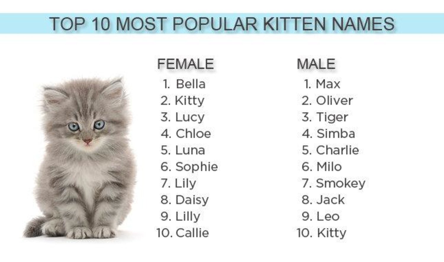Дай имя кошки. Имена для кошек девочек и мальчиков. Имена для котят. Красивые имена для котят девочек. Имена для котят мальчиков.