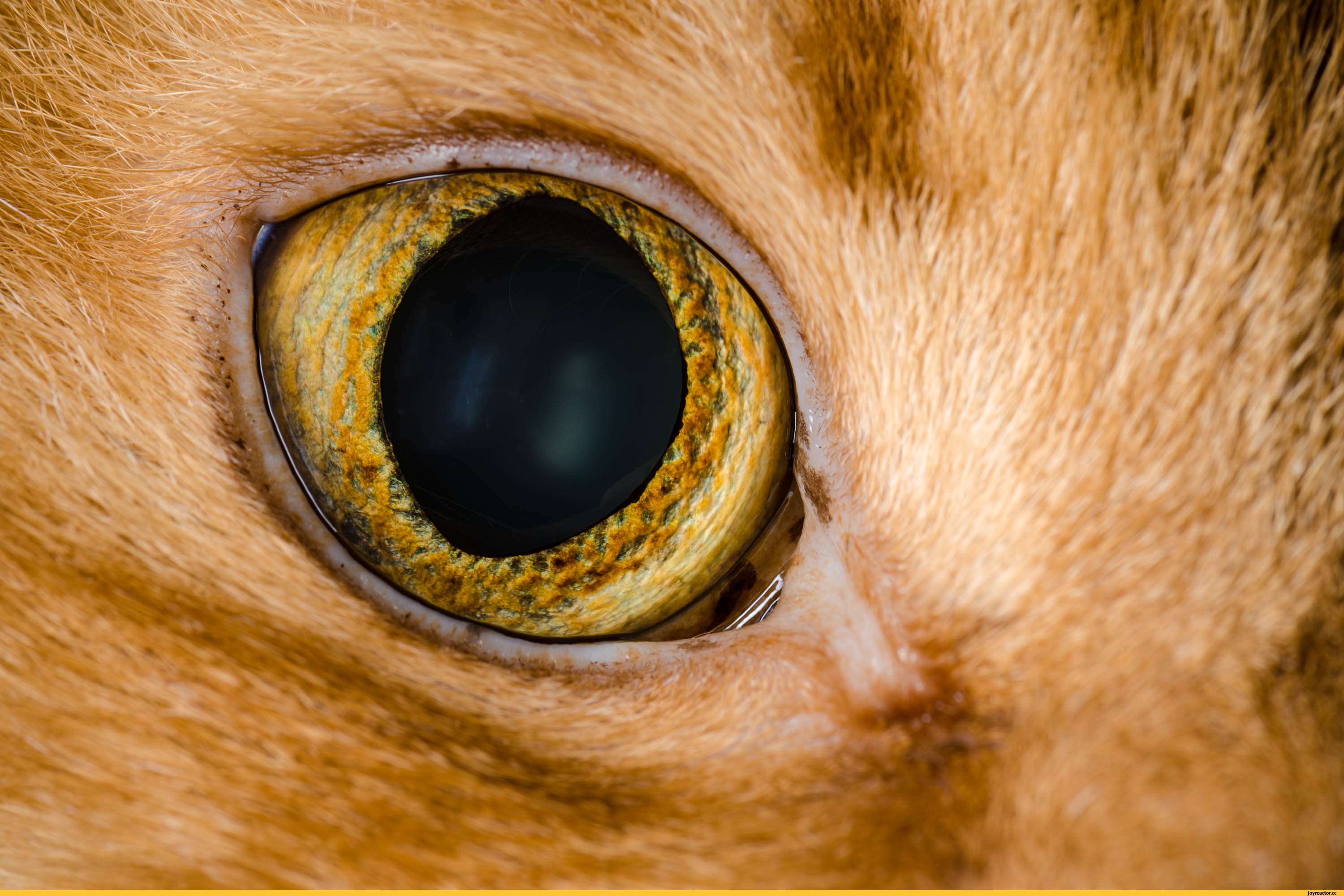 Сделать глаза кошке. Зрачок кошки. Глаза животных. Глаза кота. Кошачий глаз.
