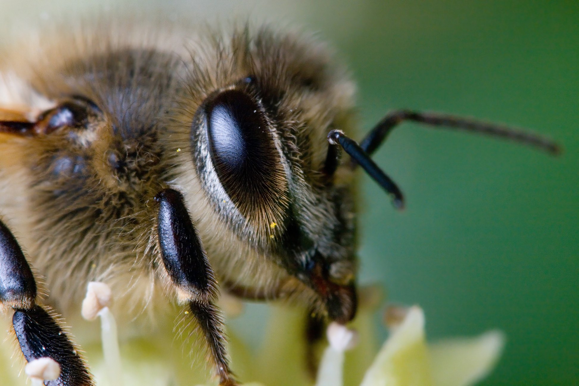 Какая голова пчел. Пчела АПИС Меллифера. Морда пчелы. Глаза пчелы. Мордочка пчелы.