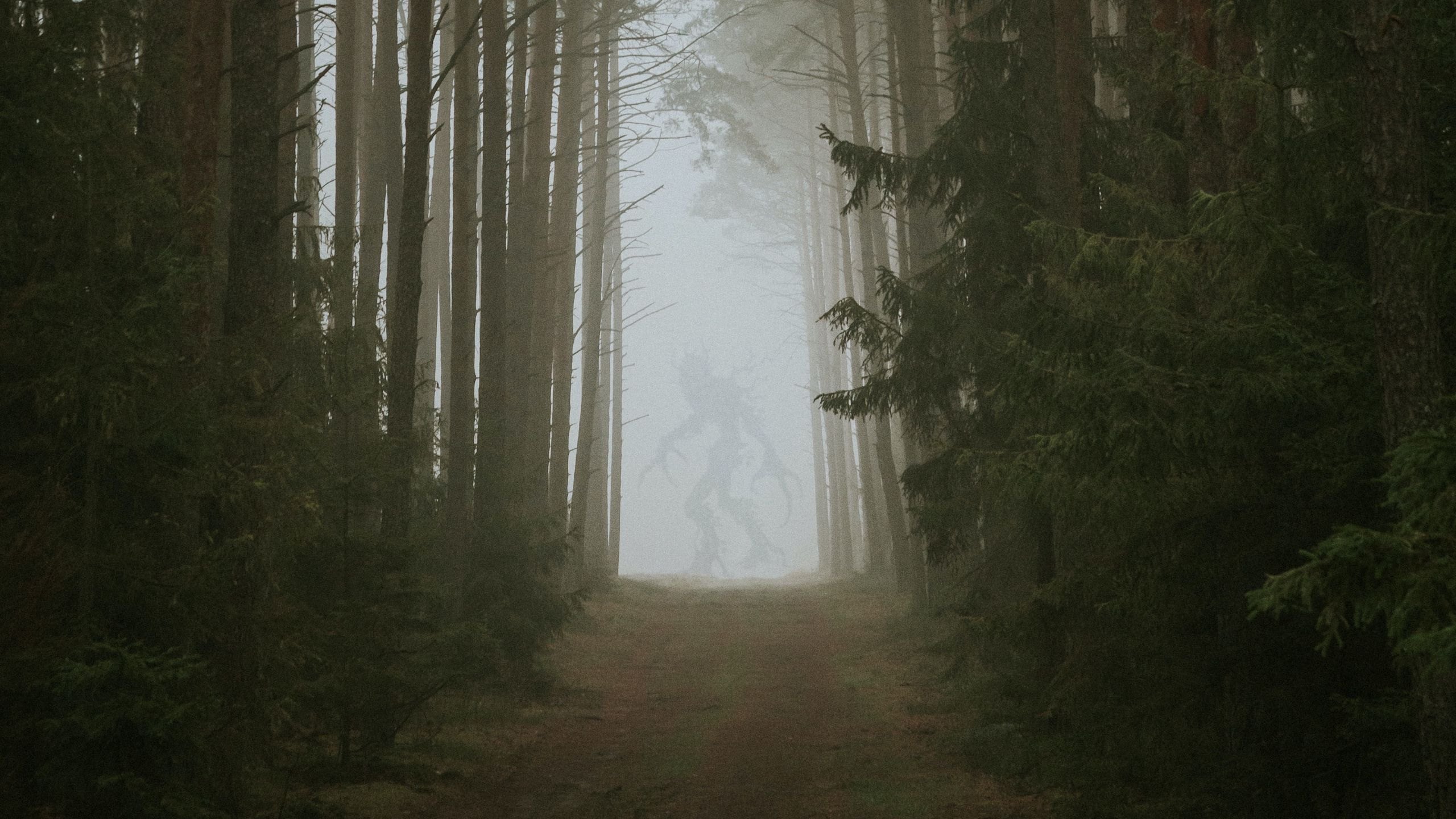 Разгадайте тайну алтаря путь в туманном лесу. Лес в тумане. Страшный туман. Темный лес в тумане. Обои туман.